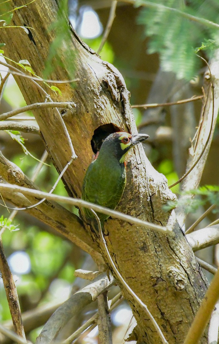 Al Göğüslü Barbet - ML619180763