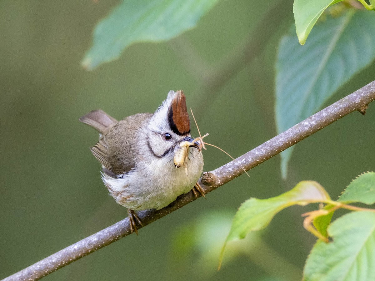 Taiwan Yuhina - Rachael Kaiser