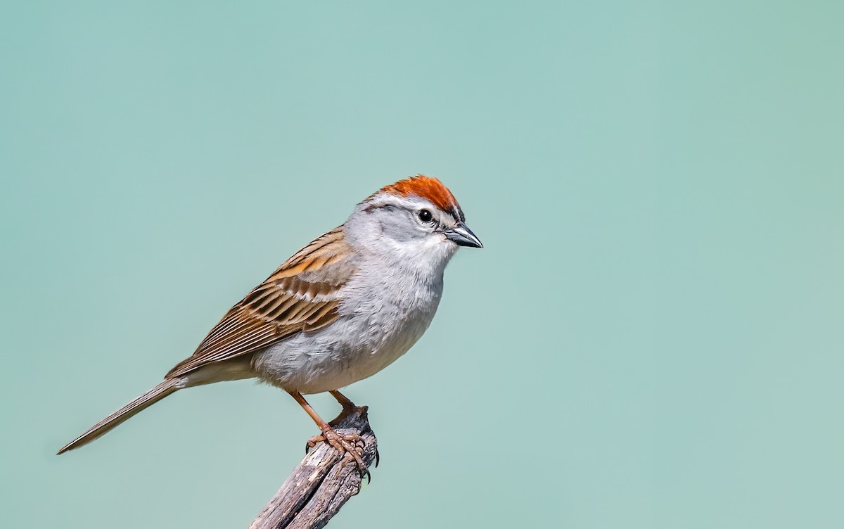 Chipping Sparrow - Jim Merritt