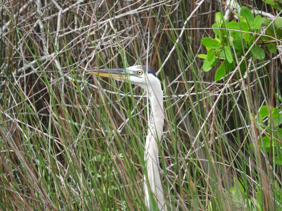 Great Blue Heron - John  Paalvast