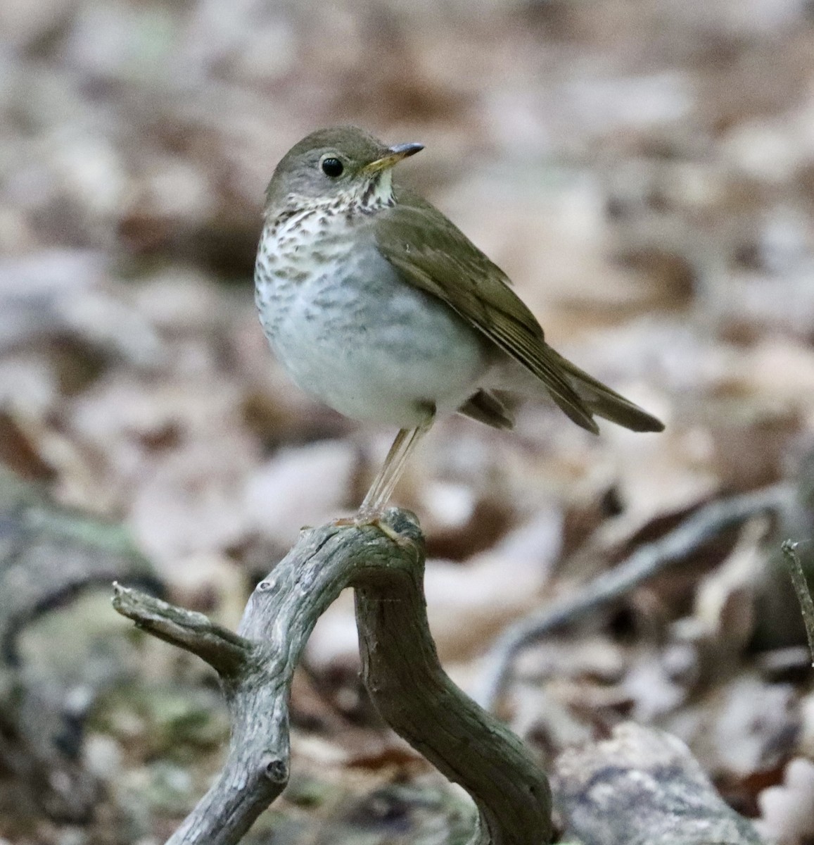 Bicknell's Thrush - Jeff Vinosky