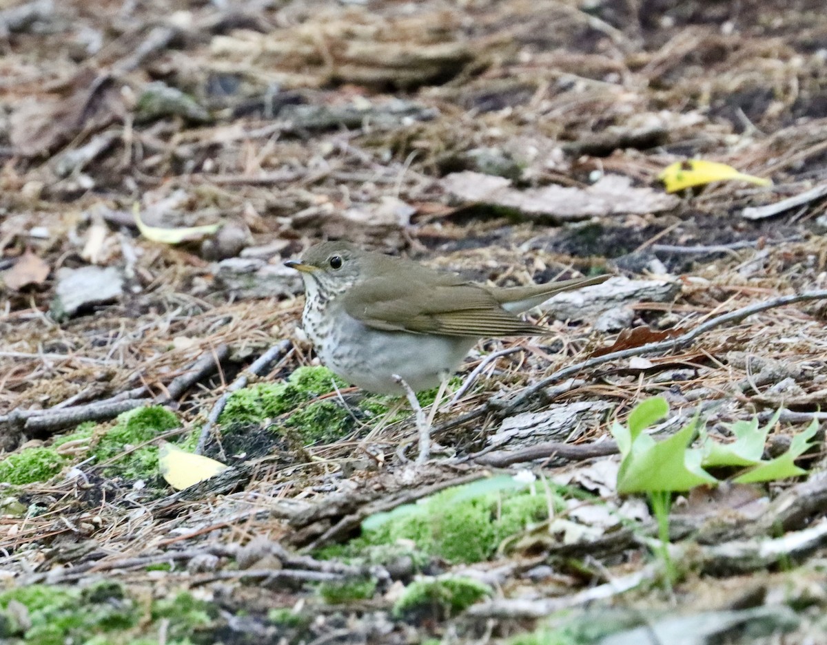 Bicknell's Thrush - ML619180788