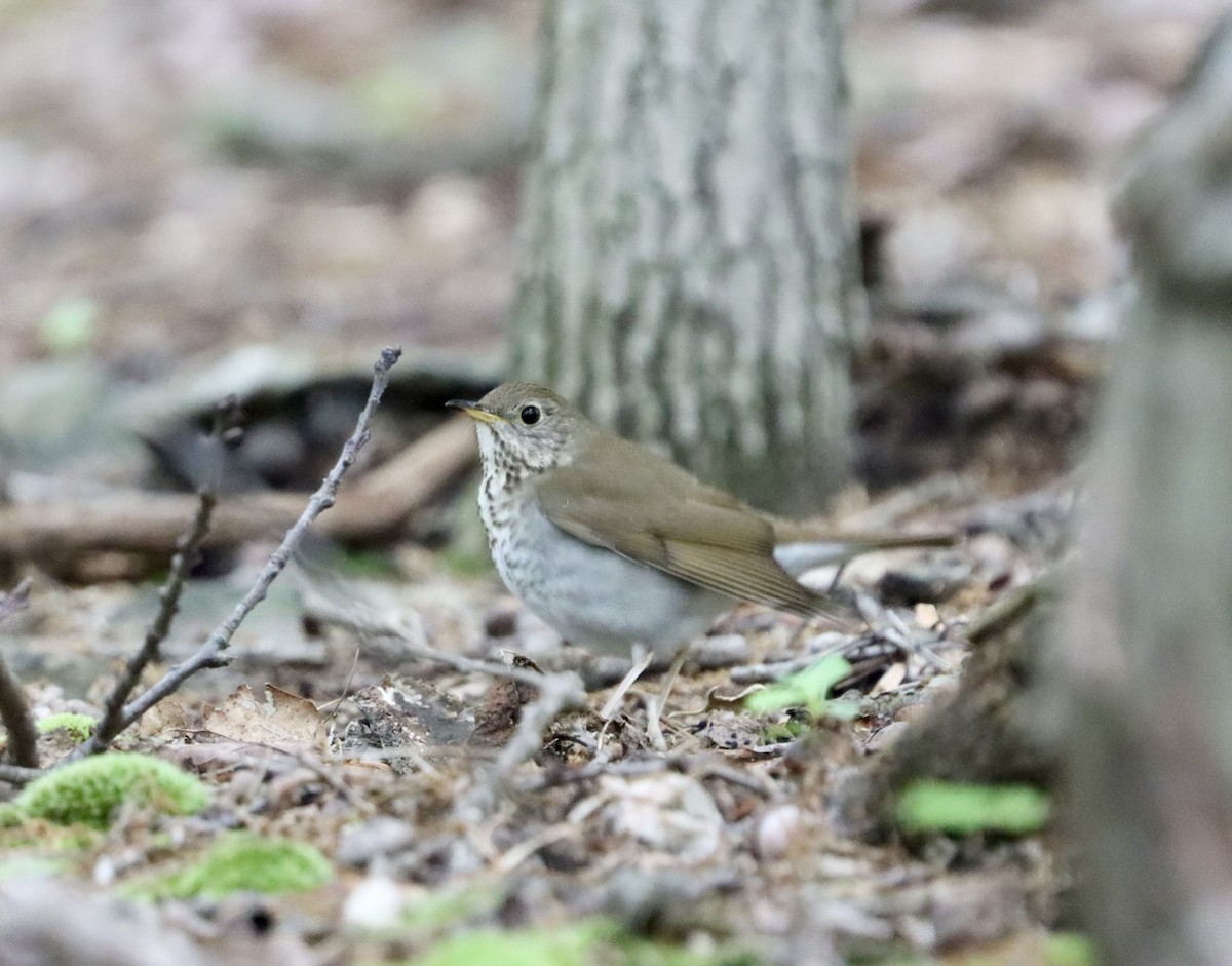 Bicknell's Thrush - ML619180789