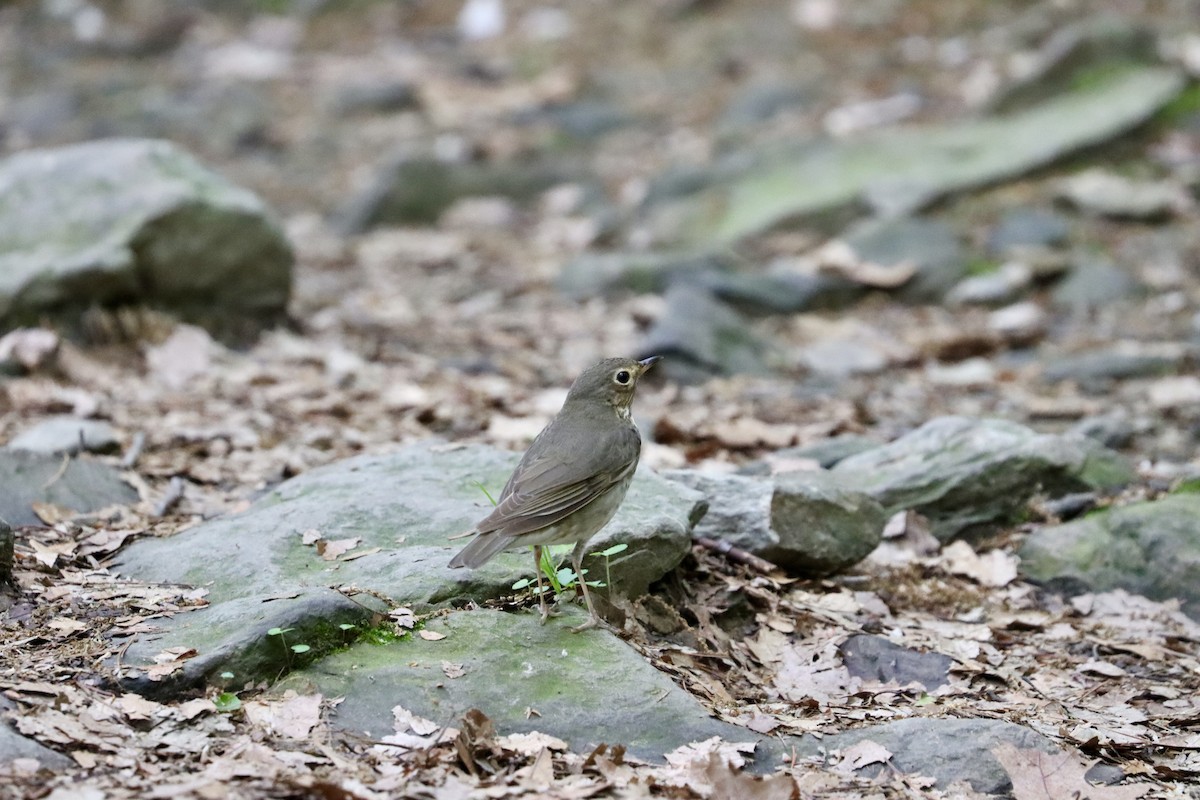 Swainson's Thrush - ML619180790