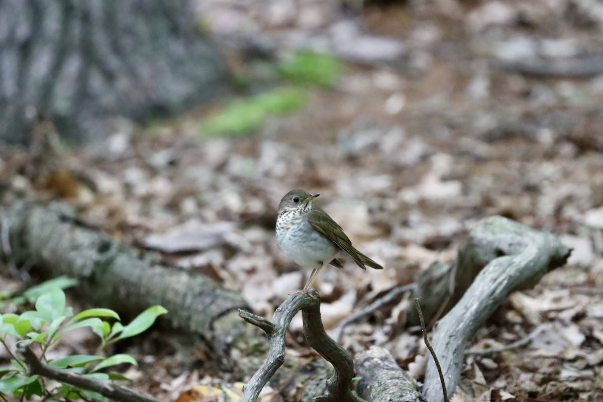 Bicknell's Thrush - ML619180791