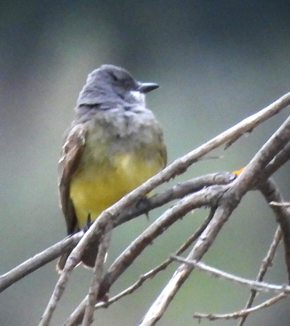 Cassin's Kingbird - Derek Heins