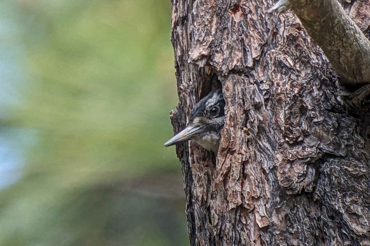 Hairy Woodpecker (Rocky Mts.) - Richard Fray