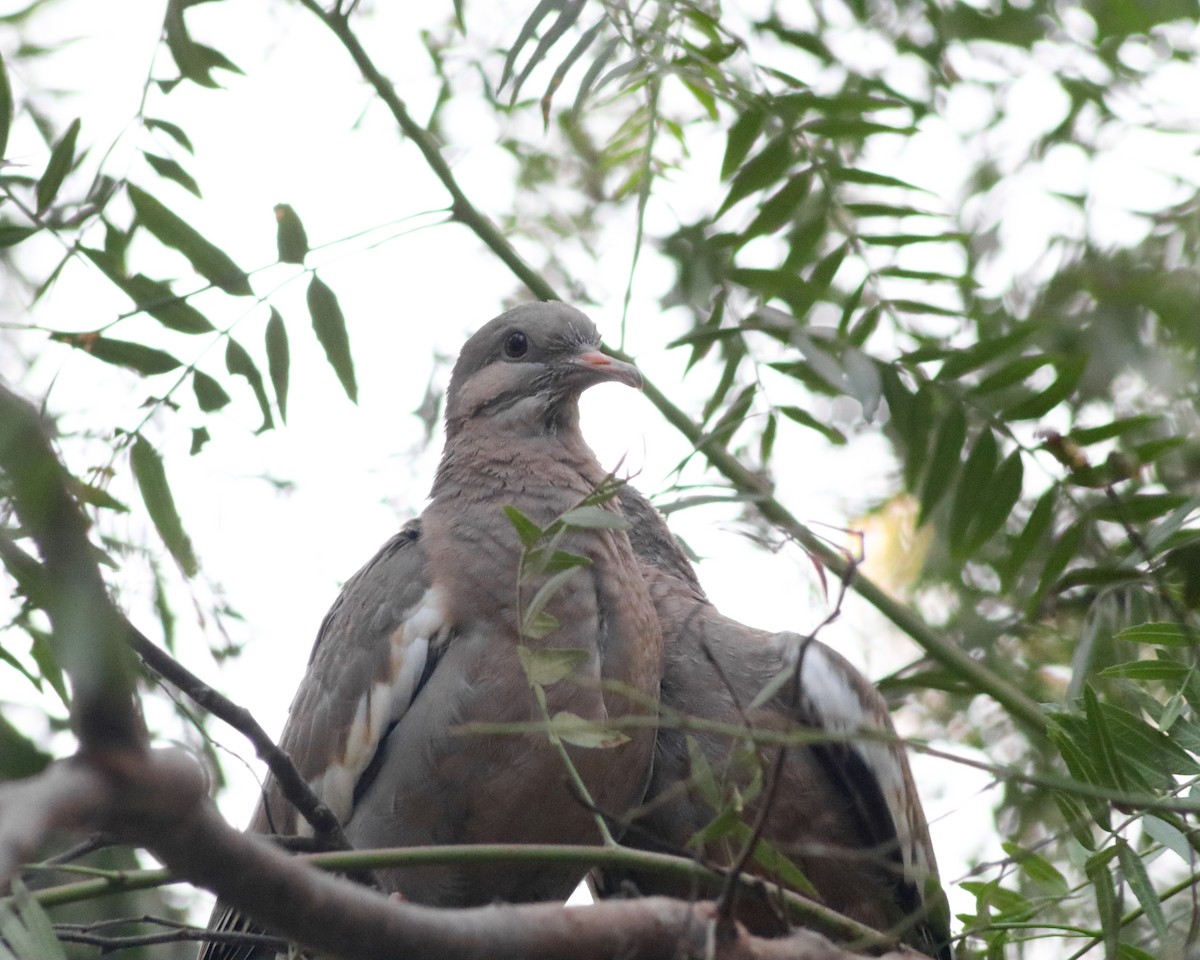 West Peruvian Dove - Jessica Telles Valencia