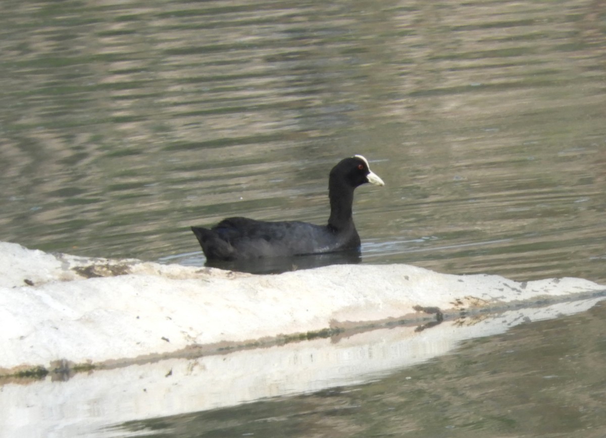 Eurasian Coot - Manju Sinha