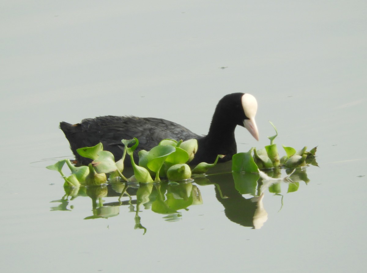 Eurasian Coot - Manju Sinha