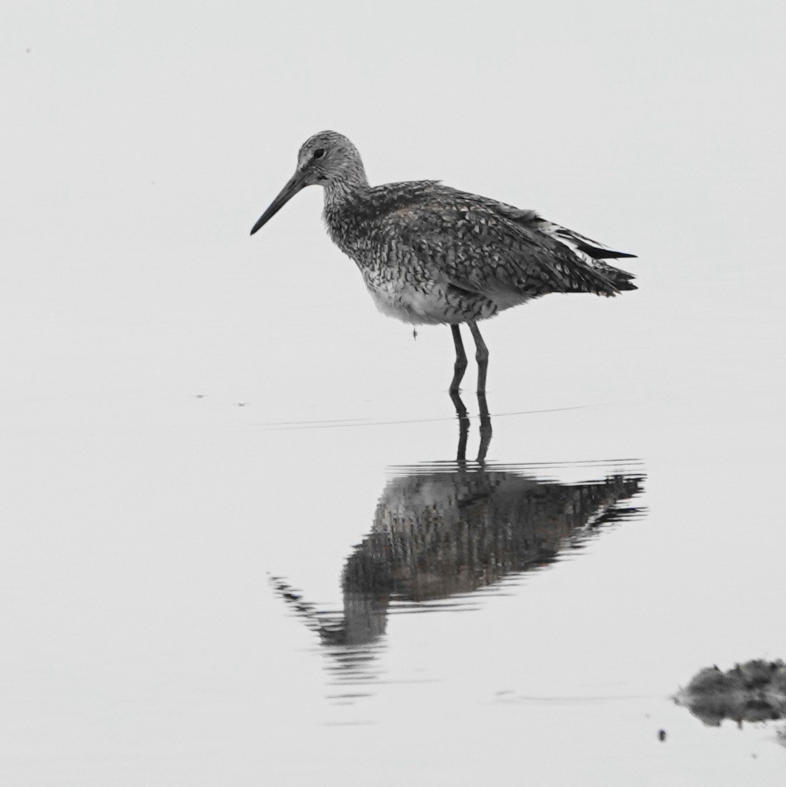 Willet (Eastern) - ML619180862