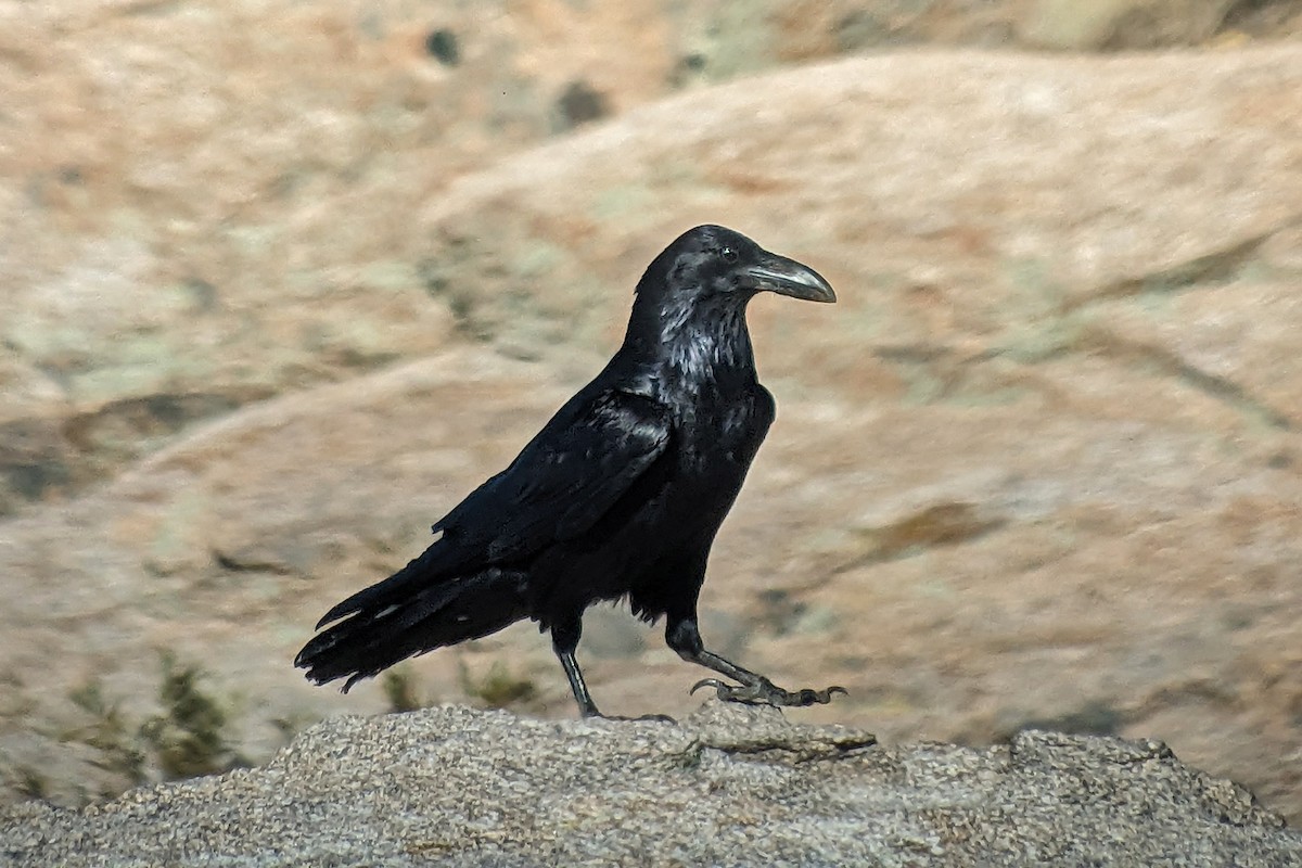 Common Raven - ML619180878