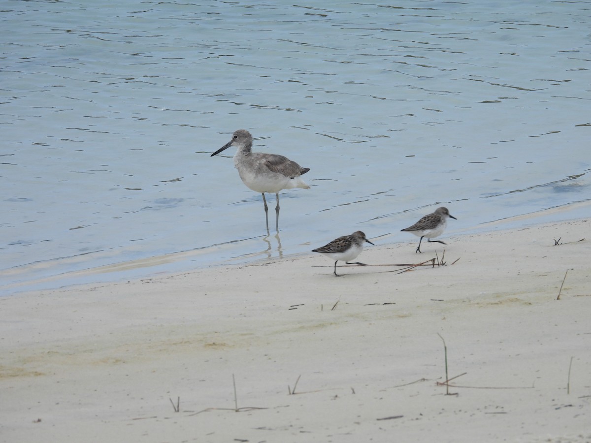 Willet - ML619180889