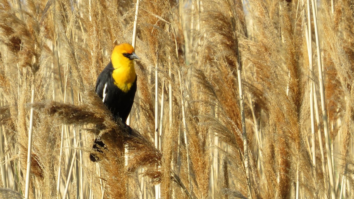 Yellow-headed Blackbird - ML619180890