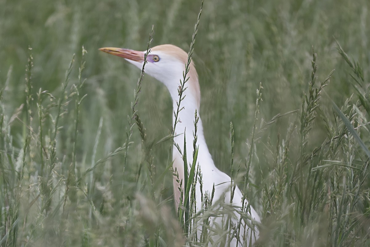 Western Cattle-Egret - ML619180895