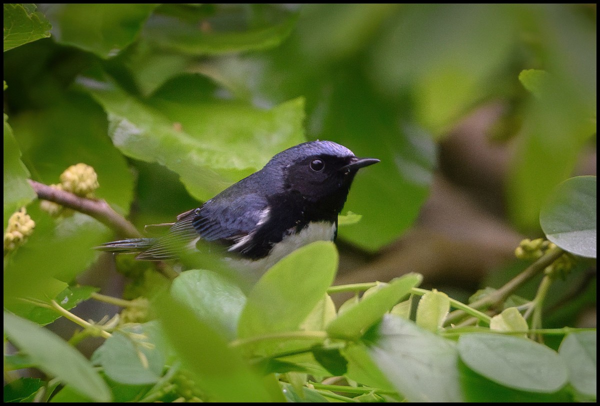 Black-throated Blue Warbler - Jim Emery