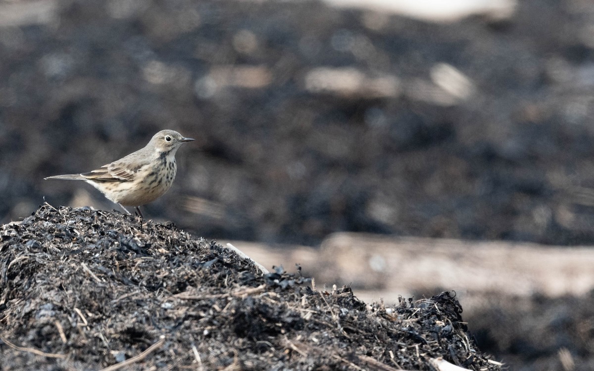 American Pipit - Vincent Giroux