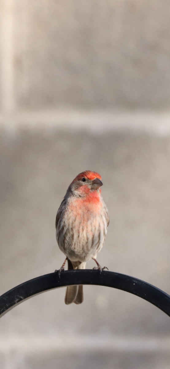 House Finch - Meredith Brown