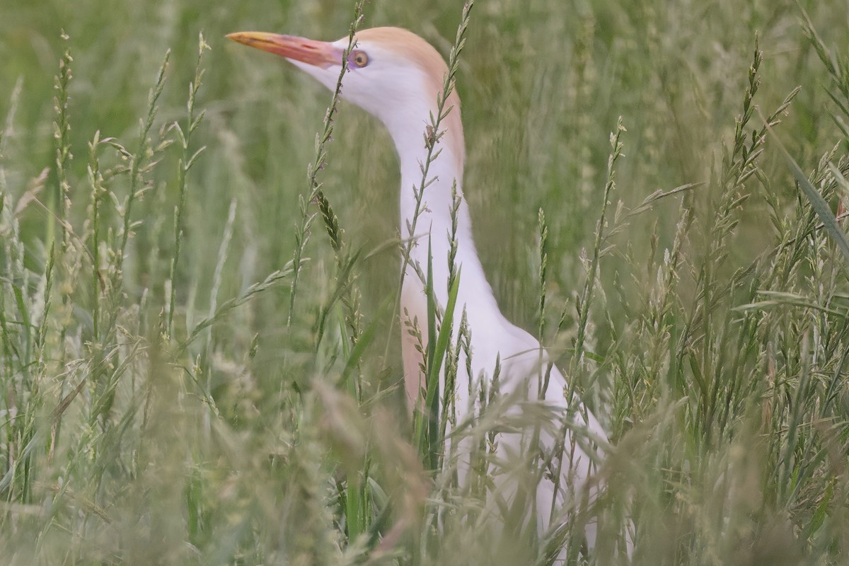 Western Cattle-Egret - ML619180931