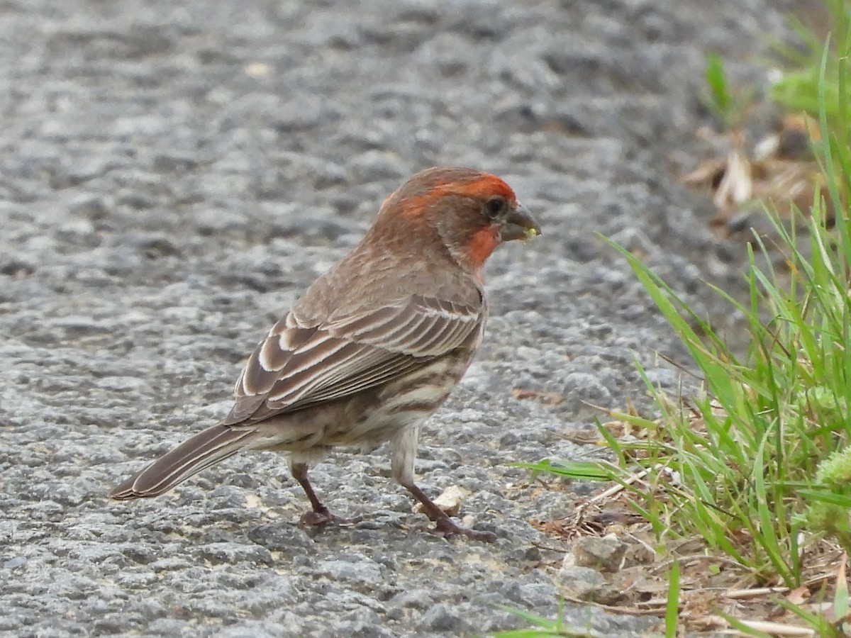 House Finch - Mike Cianciosi