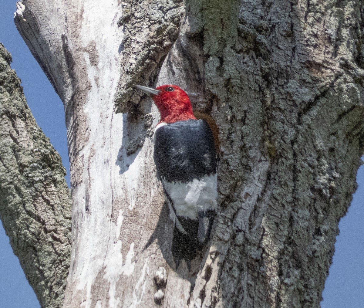 Red-headed Woodpecker - ML619180952