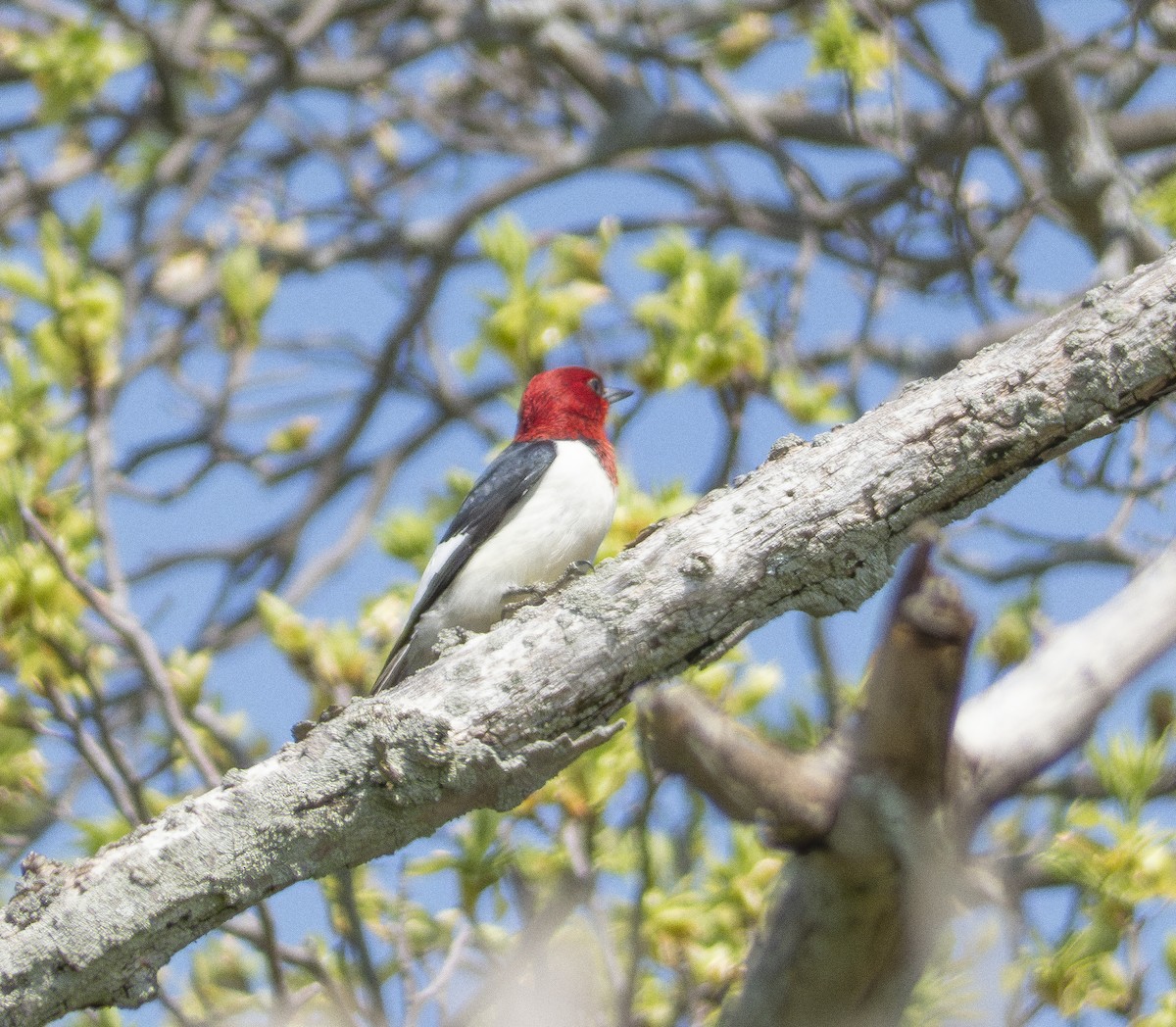 Red-headed Woodpecker - ML619180953