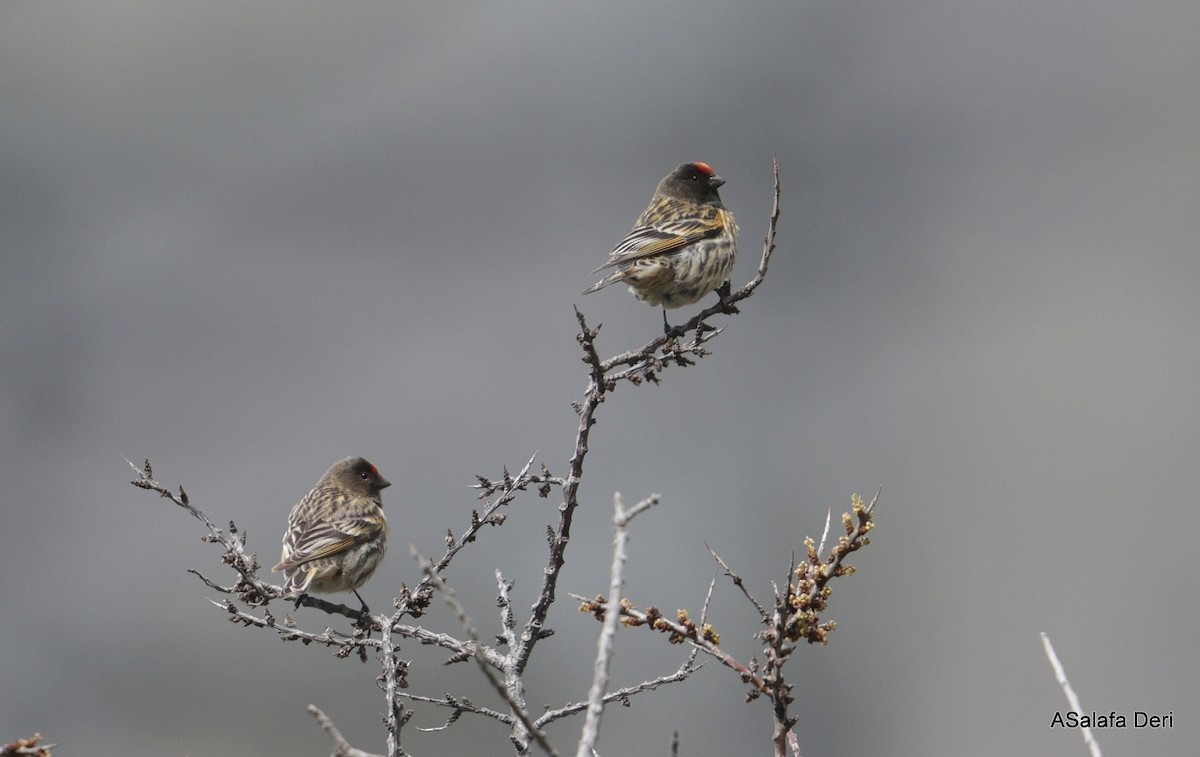 Fire-fronted Serin - Fanis Theofanopoulos (ASalafa Deri)