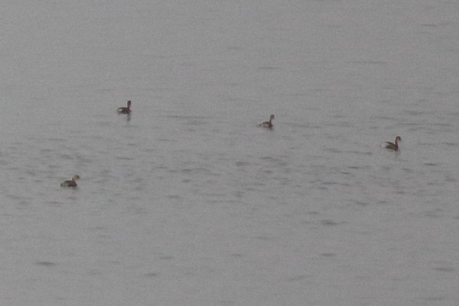 Little Grebe - Christopher Escott