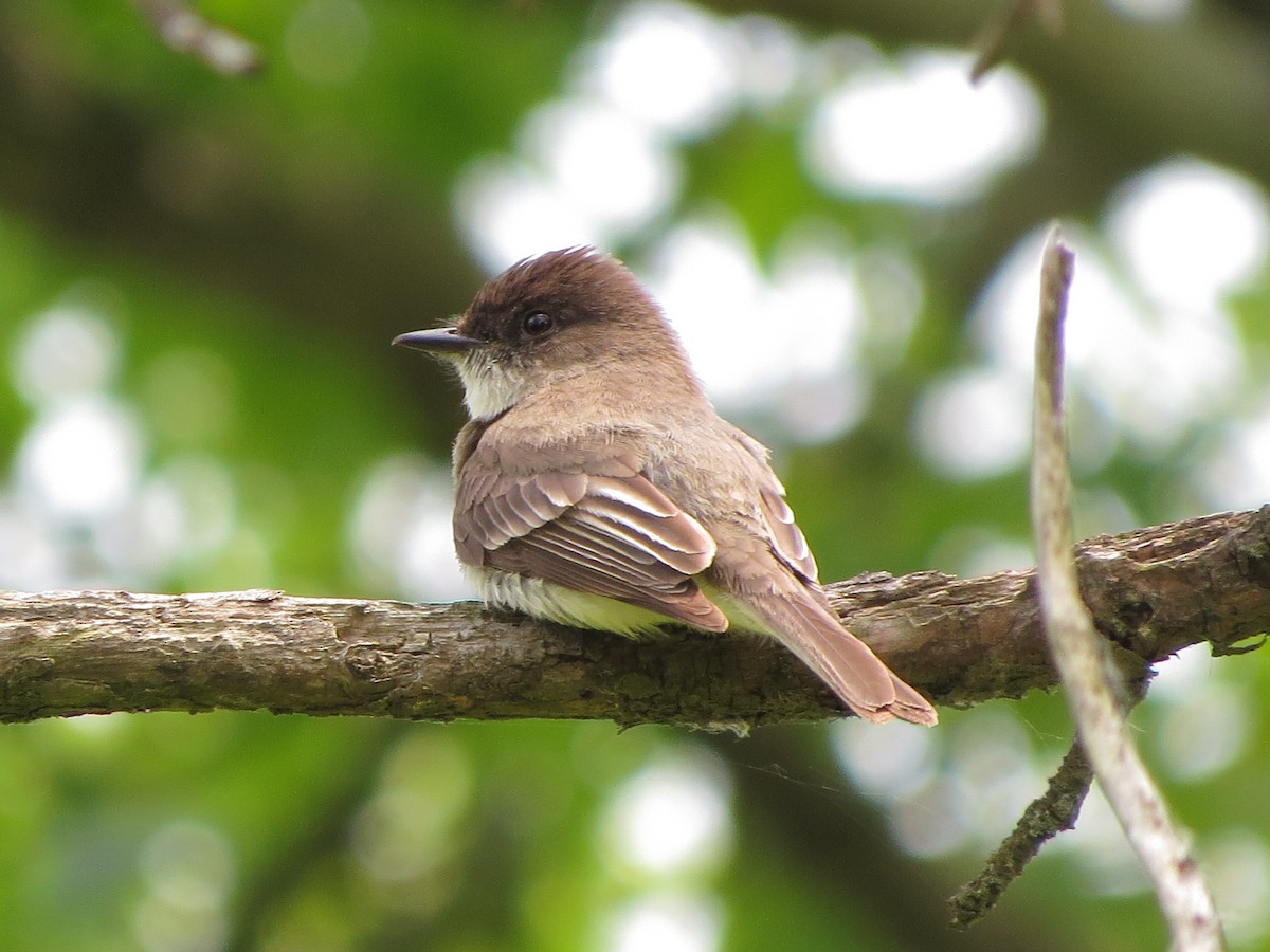 Eastern Phoebe - Jacqueline Vigilanti