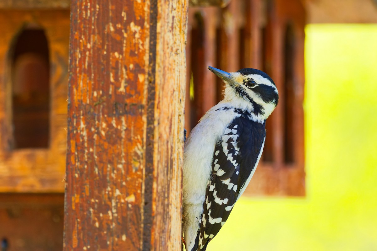 Hairy Woodpecker - Darry W.