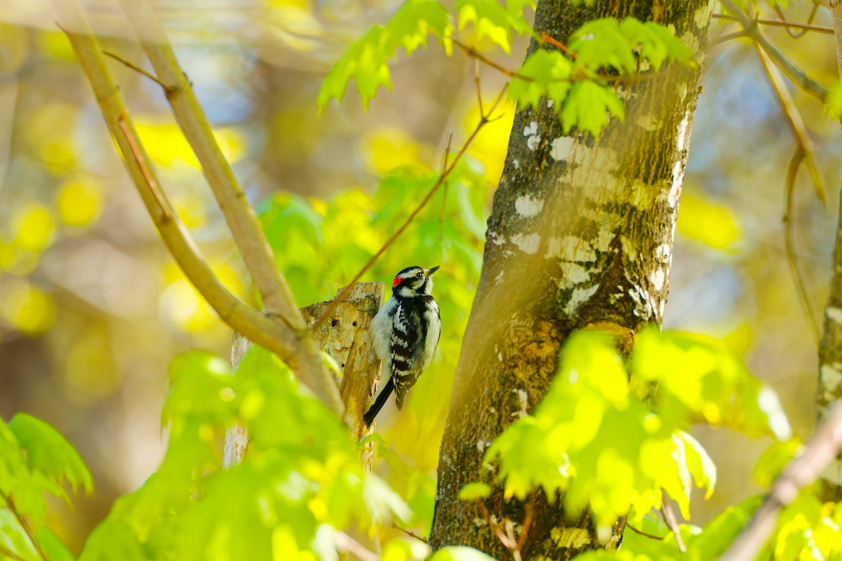 Downy Woodpecker - ML619181001