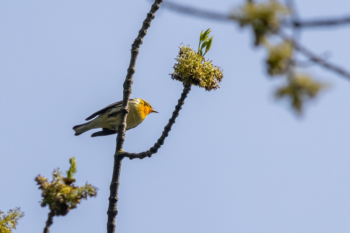 Blackburnian Warbler - Rick Cleland