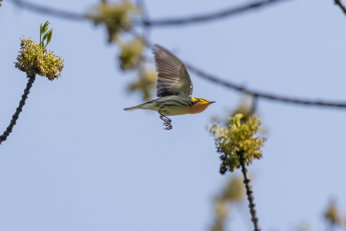 Blackburnian Warbler - ML619181010