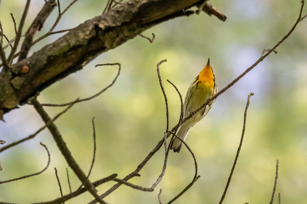 Blackburnian Warbler - ML619181012