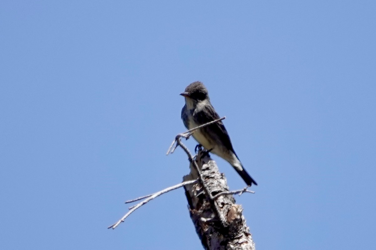 Olive-sided Flycatcher - ML619181016