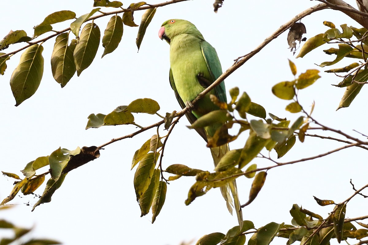 Yeşil Papağan - ML619181017