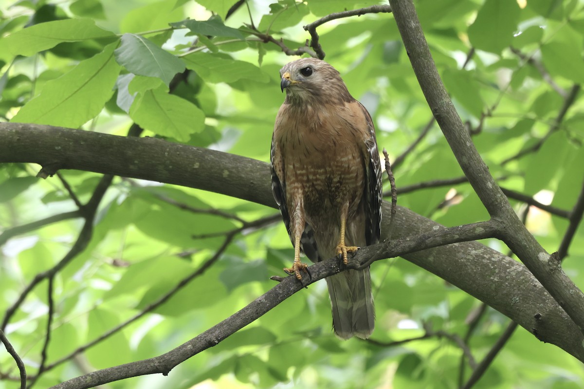 Red-shouldered Hawk - Michael McCloy