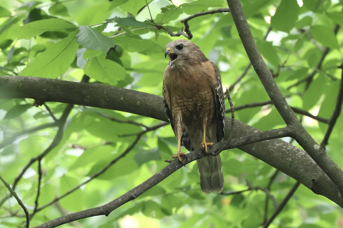 Red-shouldered Hawk - Michael McCloy