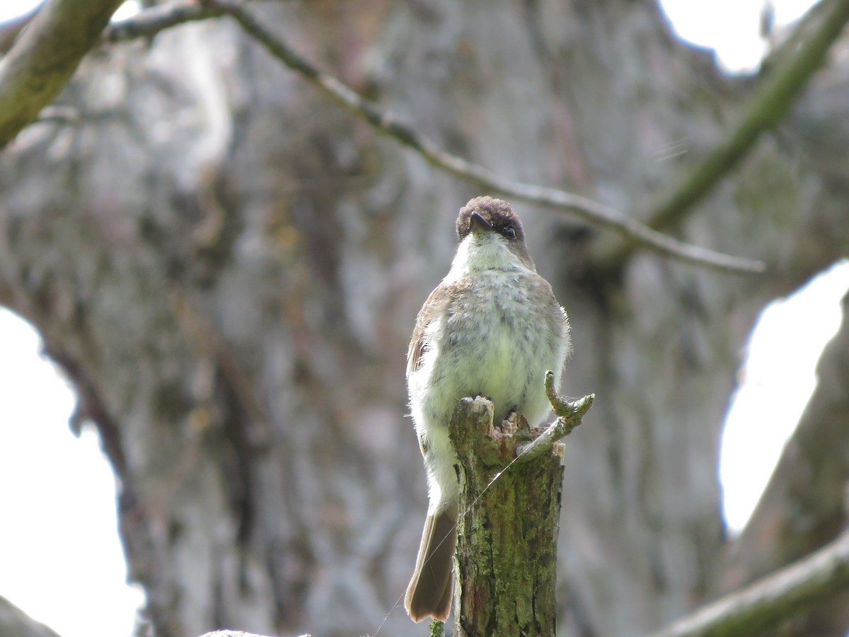 Eastern Phoebe - Jacqueline Vigilanti