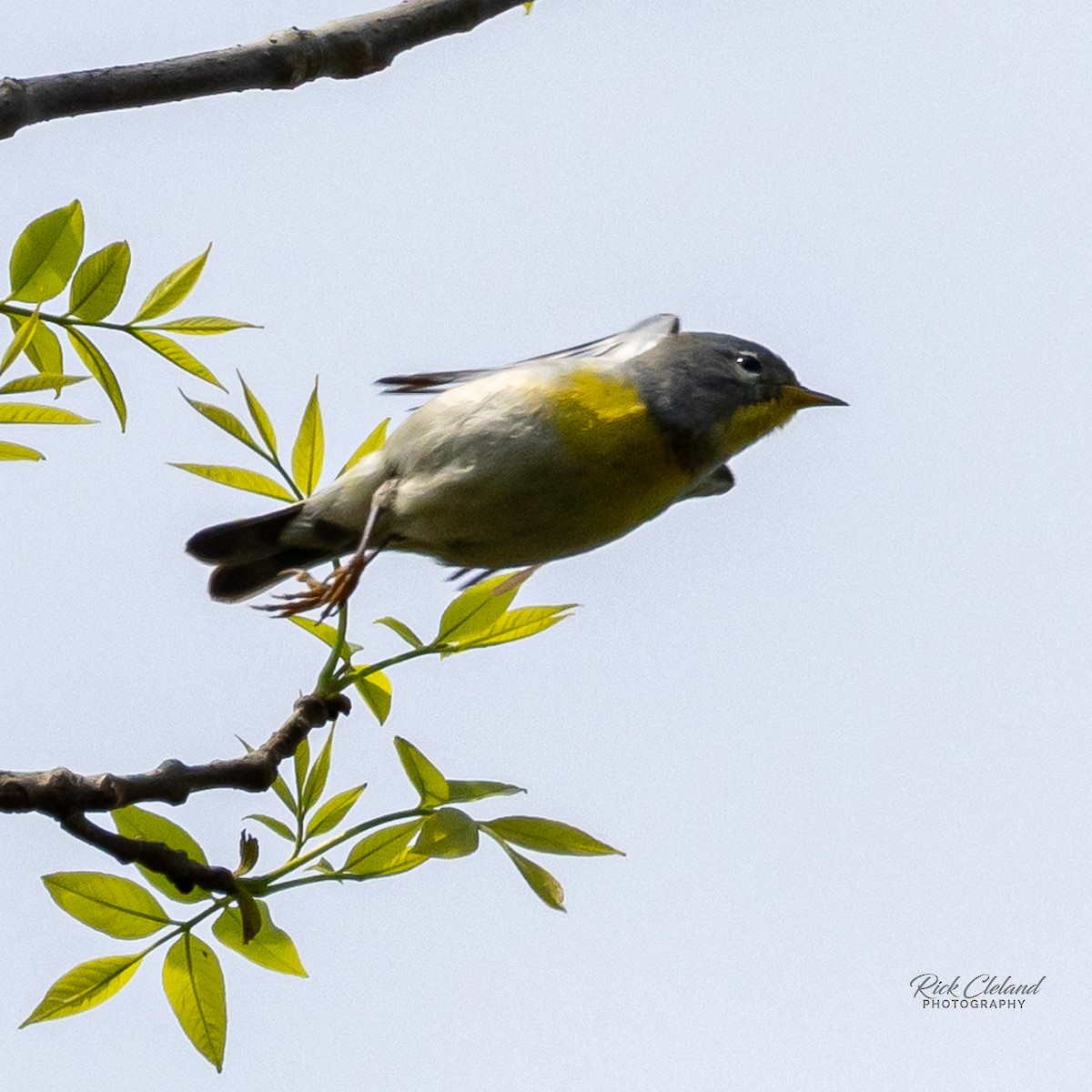 Northern Parula - ML619181037