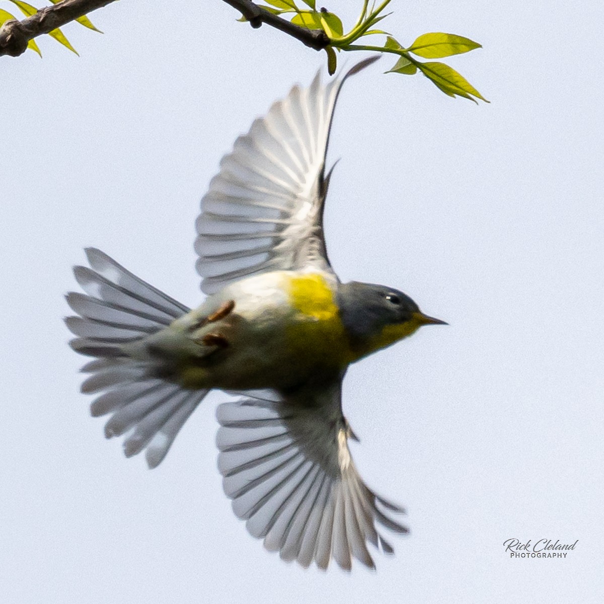 Northern Parula - Rick Cleland