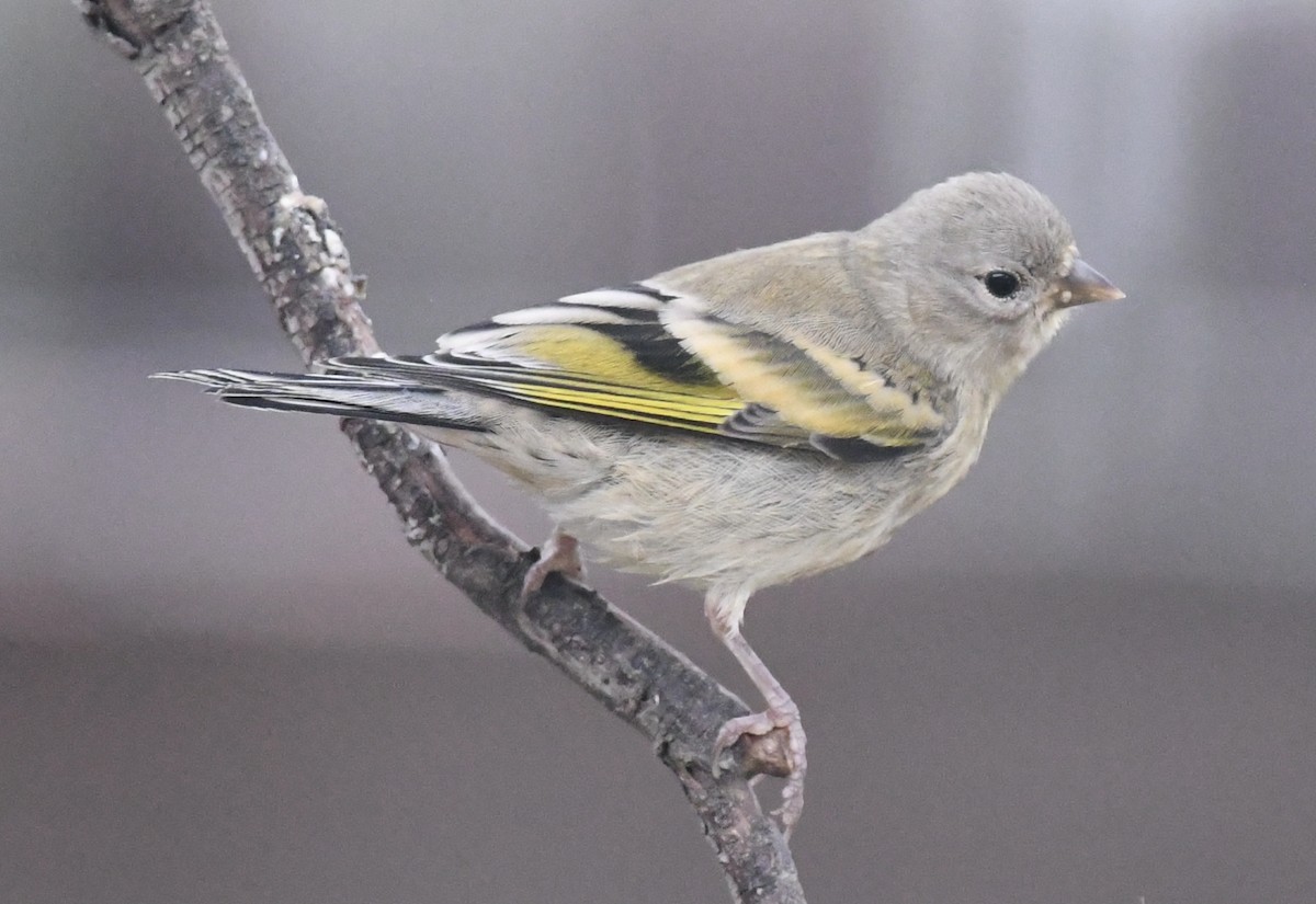 Lawrence's Goldfinch - CK Staurovsky