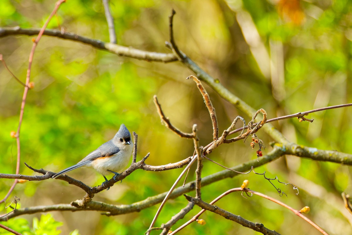 Tufted Titmouse - Darry W.