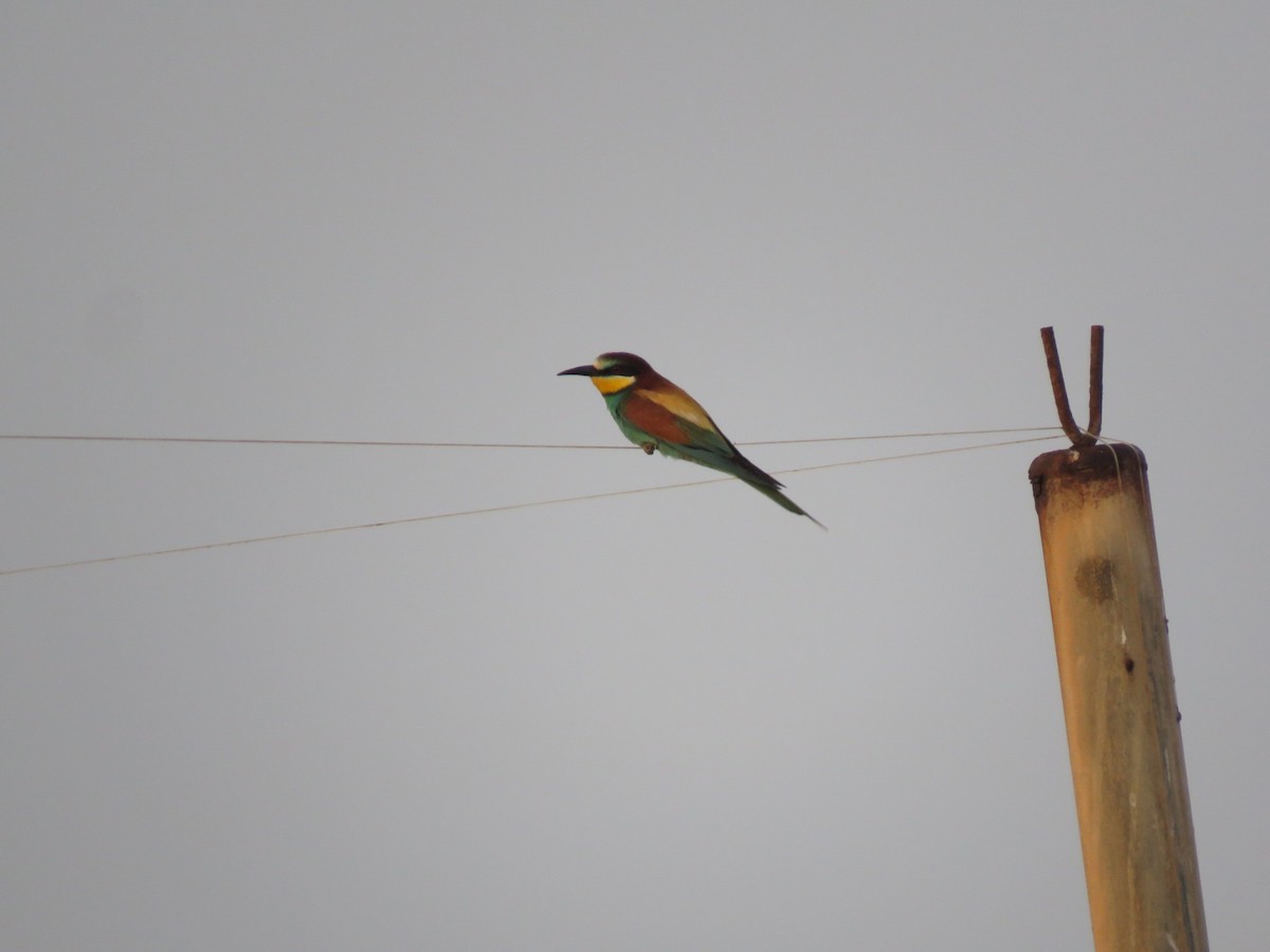 European Bee-eater - Yossef Cohen