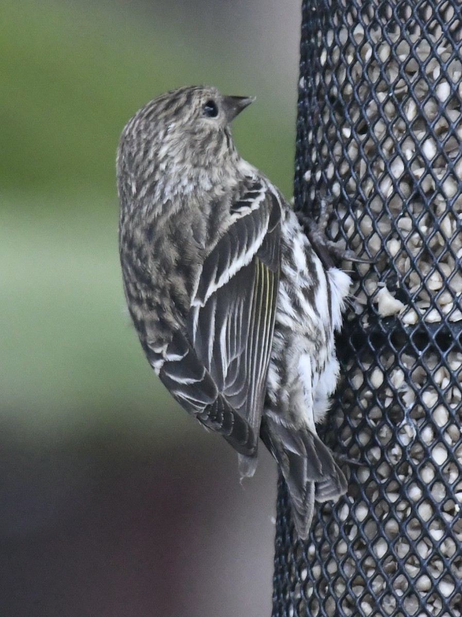 Pine Siskin - ML619181068