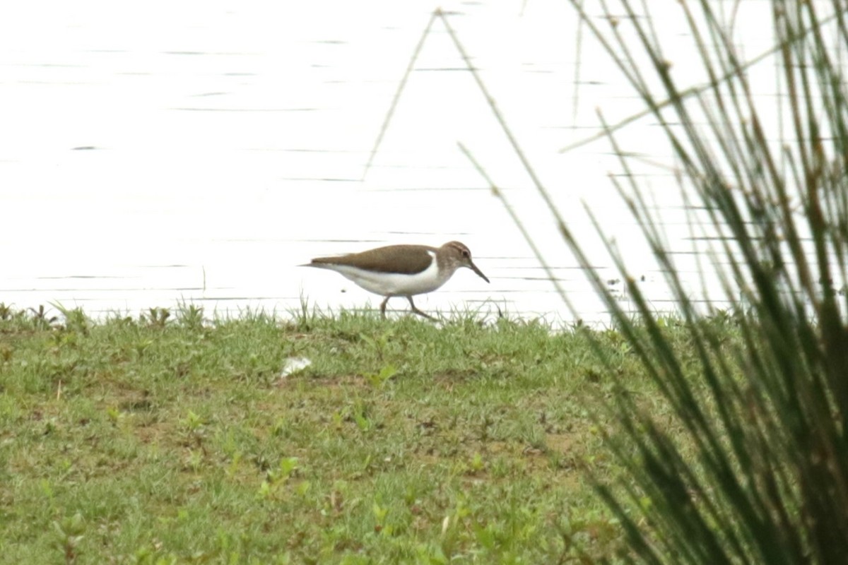 Common Sandpiper - Jan Roedolf