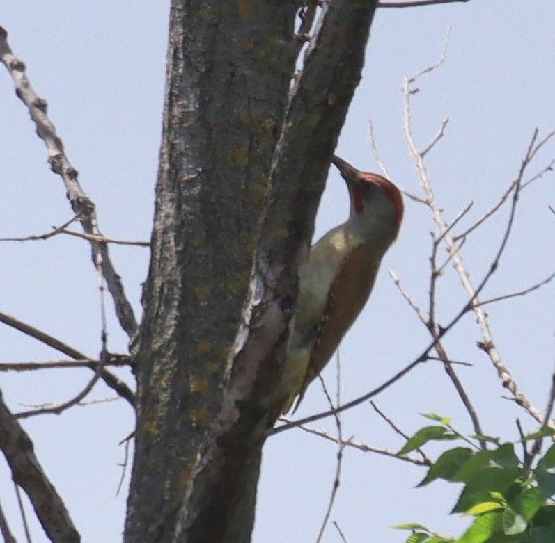 Iberian Green Woodpecker - Edmund Bell