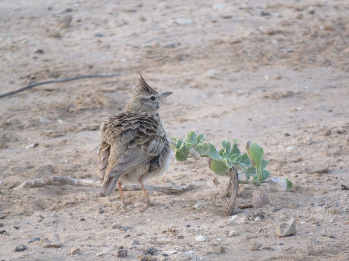 Crested Lark - Yossef Cohen