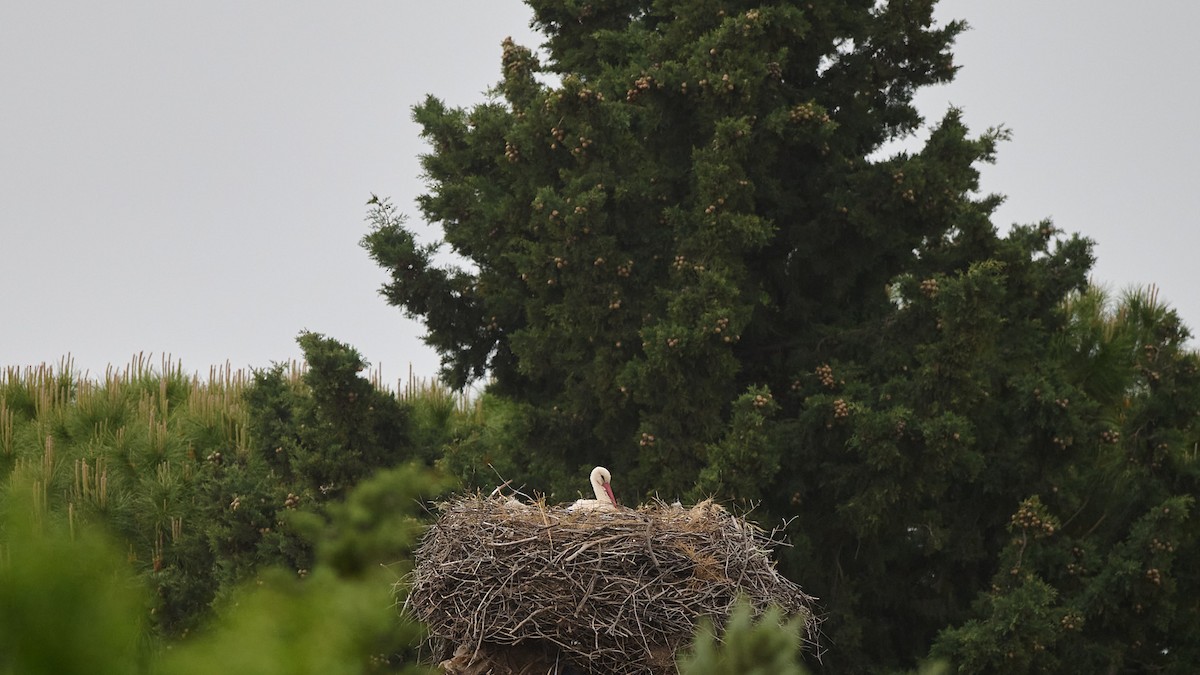 White Stork - Kraig Cawley