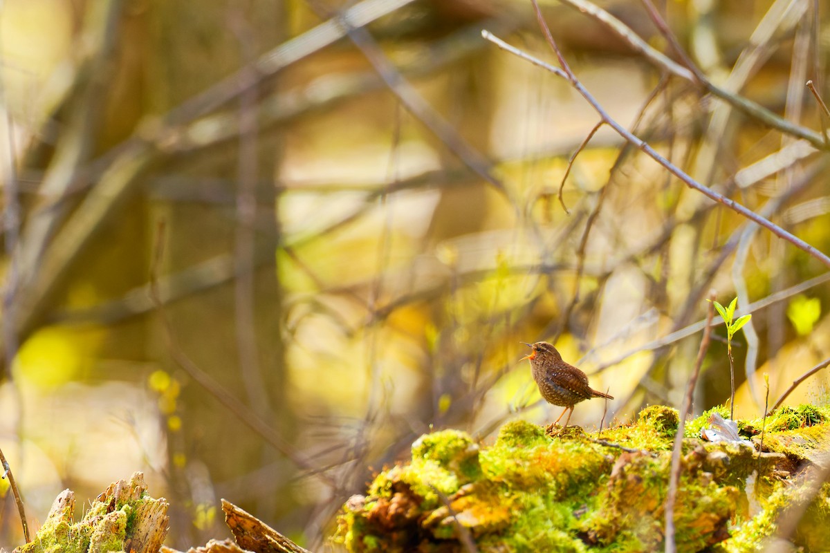 Winter Wren - Darry W.